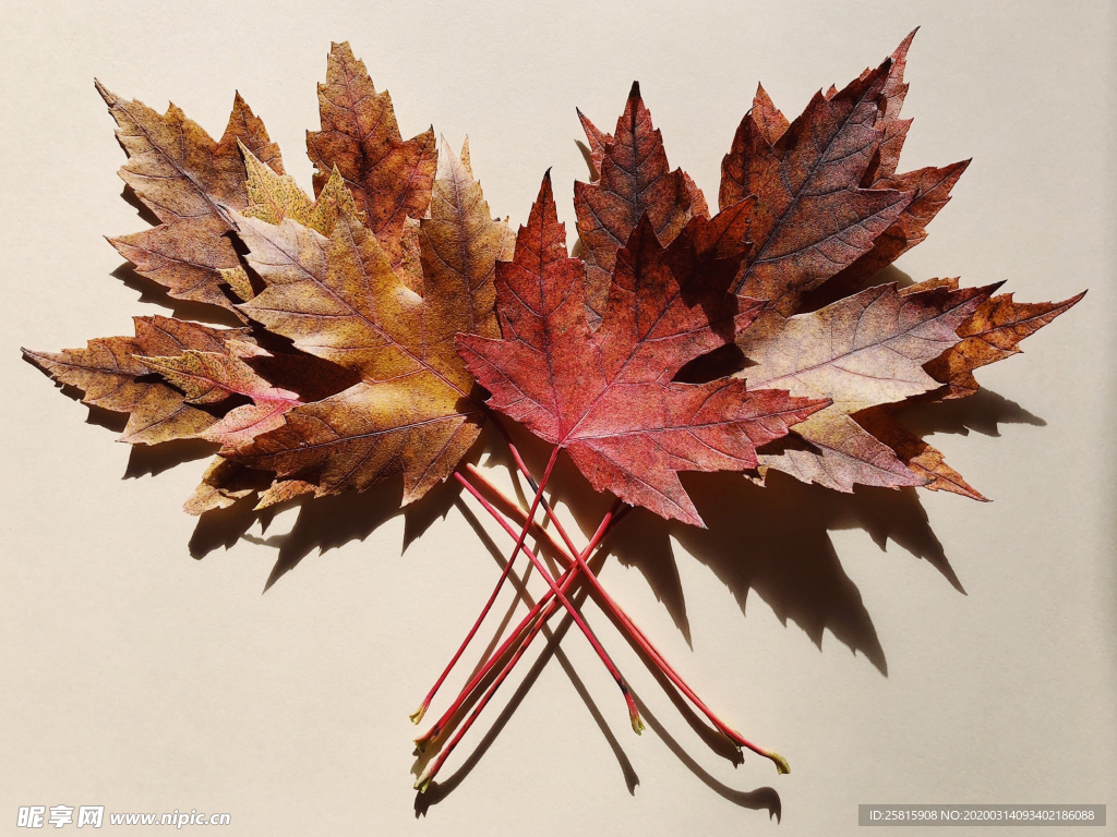 枫叶枫树枫林深秋图片背景