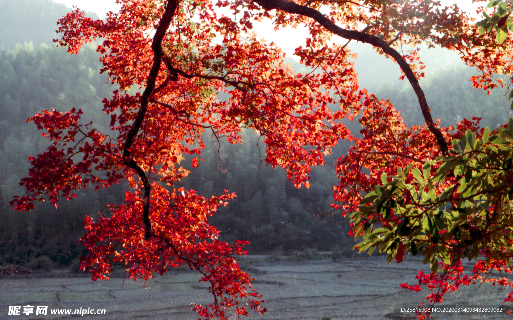 枫叶枫树枫林深秋图片背景