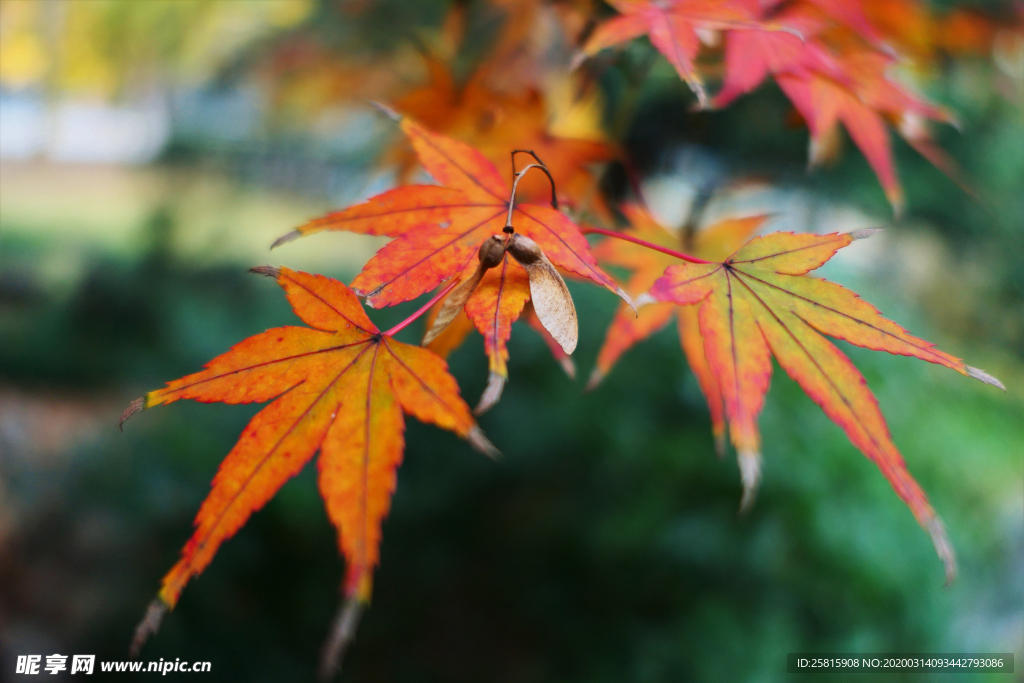 枫叶枫树枫林深秋图片背景