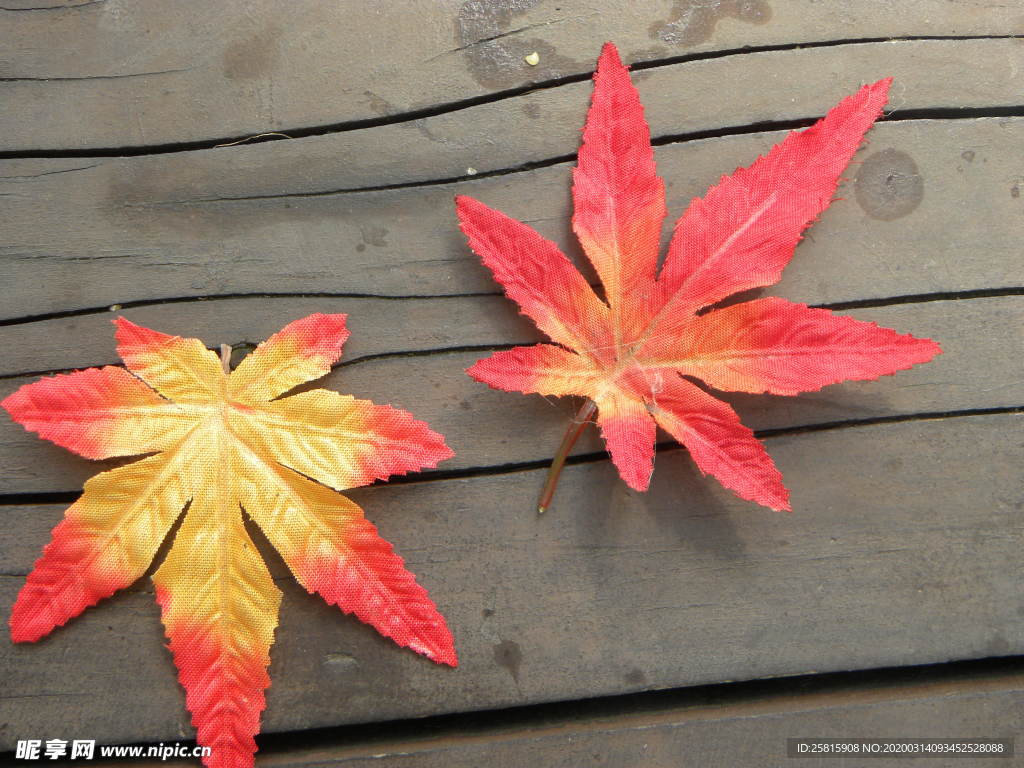 枫叶枫树枫林深秋图片背景