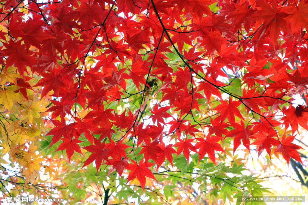 枫叶枫树枫林深秋图片背景