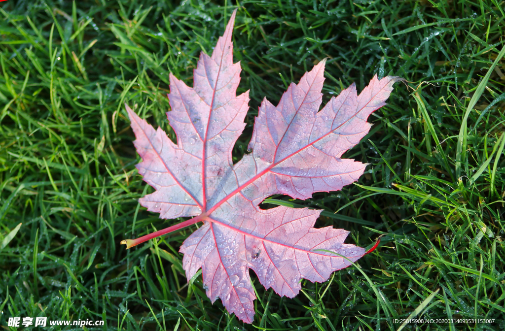 枫叶枫树枫林深秋图片背景