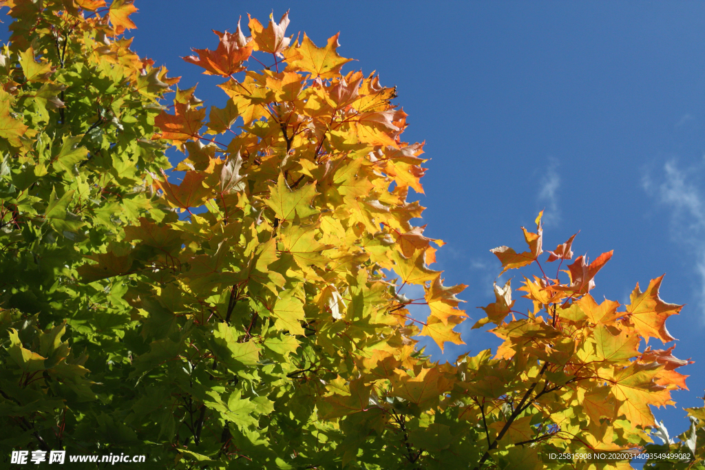 枫叶枫树枫林深秋图片背景