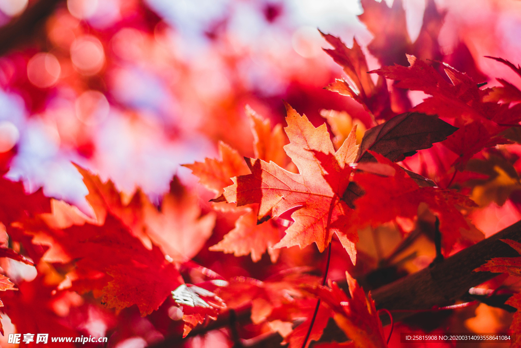 枫叶枫树枫林深秋图片背景