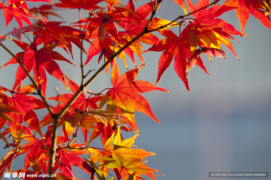 枫叶枫树枫林深秋图片背景