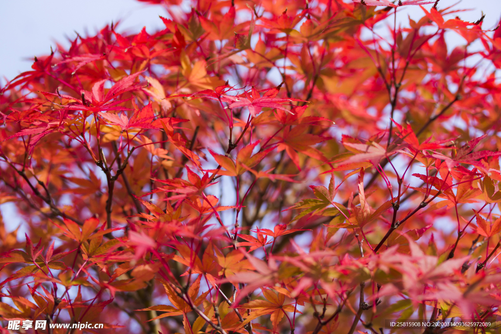枫叶枫树枫林深秋图片背景