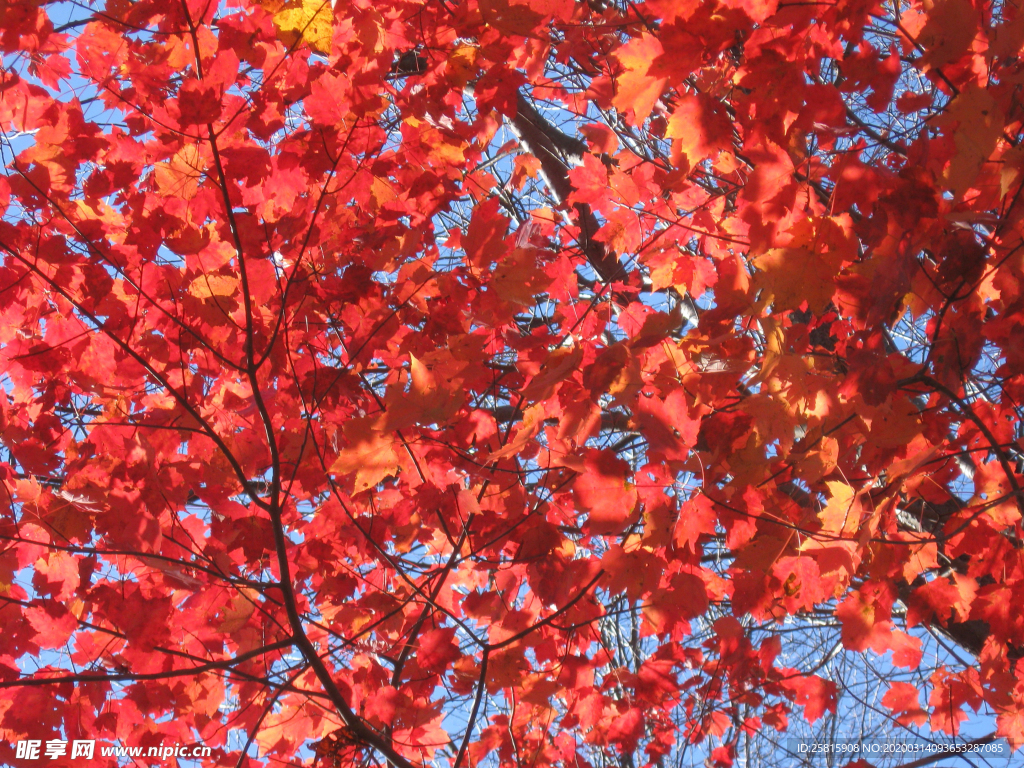 枫叶枫树枫林深秋图片背景