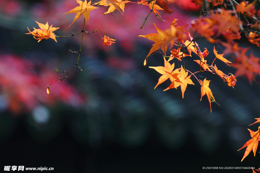 枫叶枫树枫林深秋图片背景