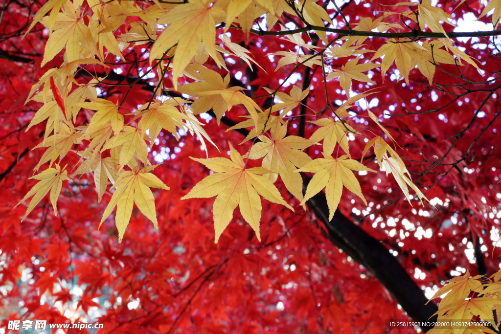 枫叶枫树枫林深秋图片背景