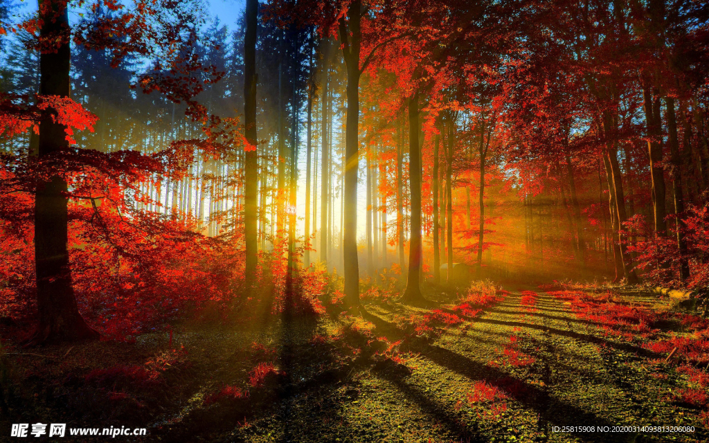 枫叶枫树枫林深秋图片背景