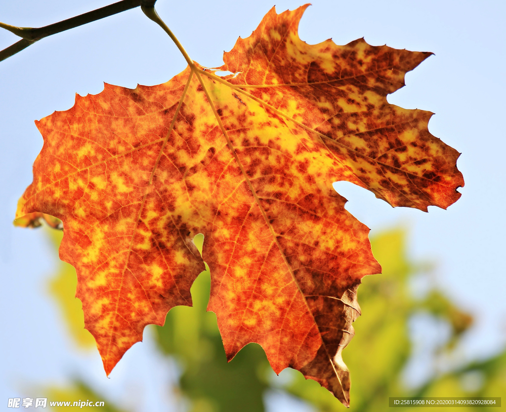 枫叶枫树枫林深秋图片背景