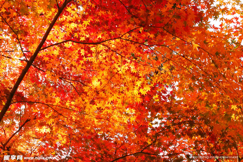枫叶枫树枫林深秋图片背景