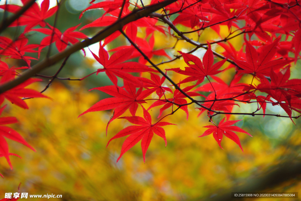 枫叶枫树枫林深秋图片背景