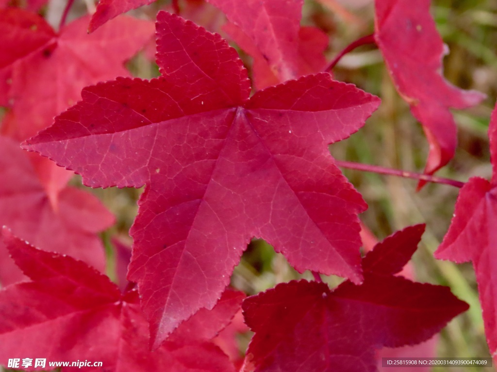 枫叶枫树枫林深秋图片背景