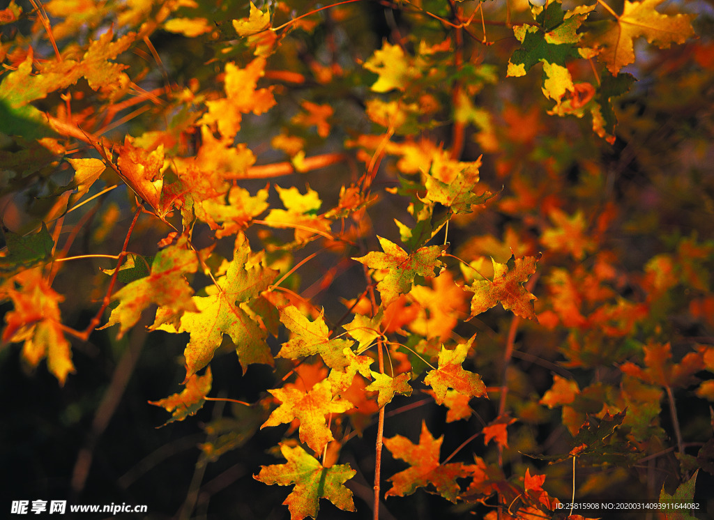 枫叶枫树枫林深秋图片背景
