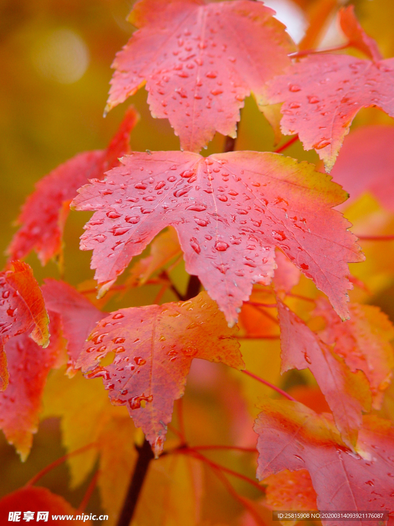 枫叶枫树枫林深秋图片背景