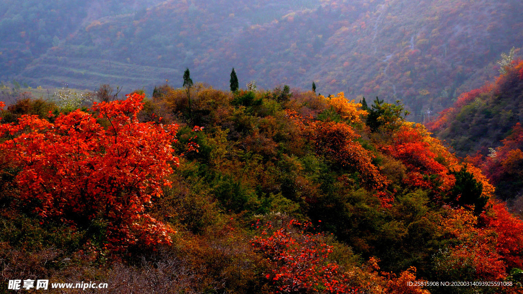 枫叶枫树枫林深秋图片背景