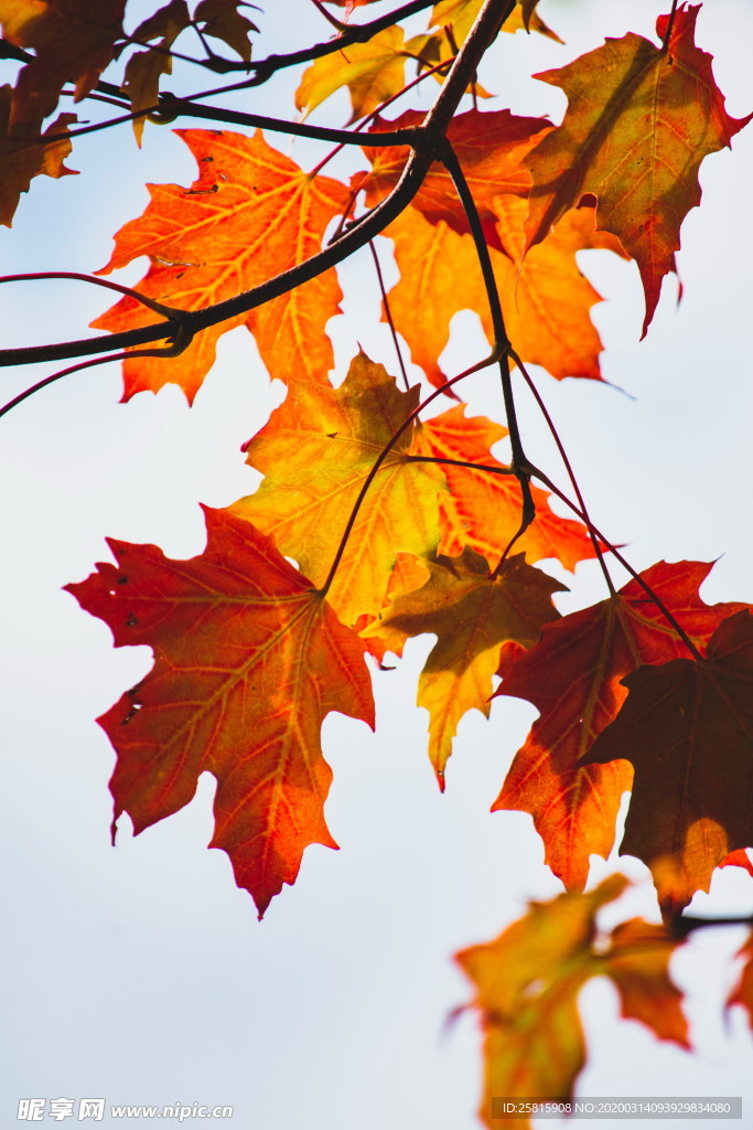枫叶枫树枫林深秋图片背景
