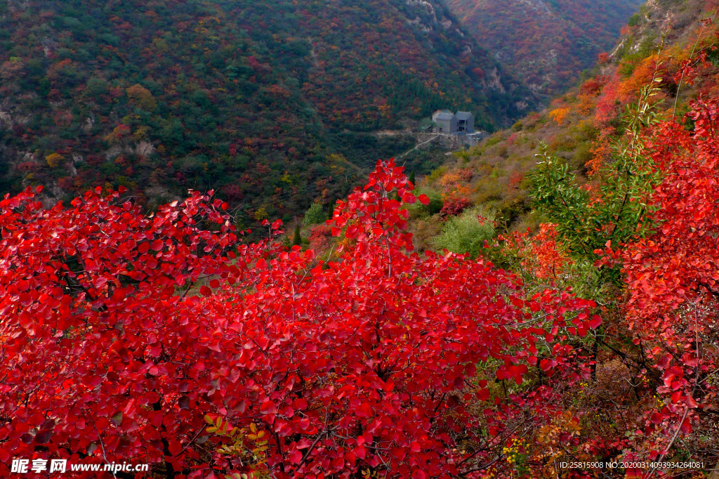 枫叶枫树枫林深秋图片背景