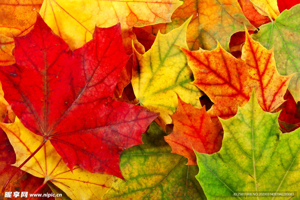 枫叶枫树枫林深秋图片背景