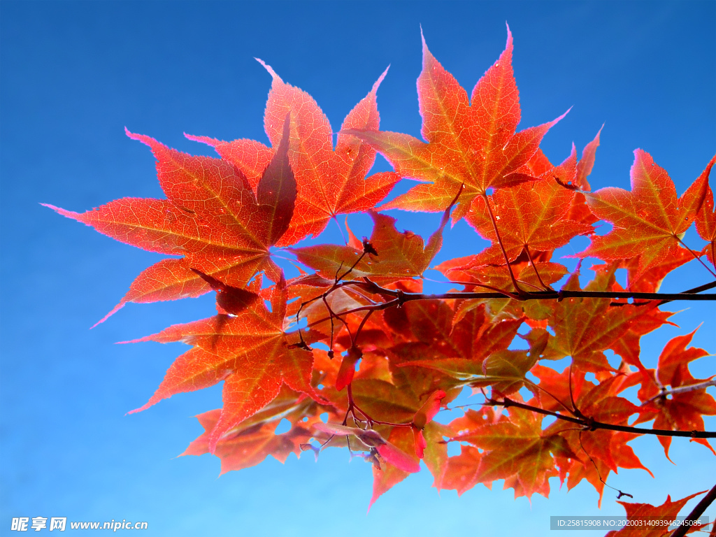 枫叶枫树枫林深秋图片背景
