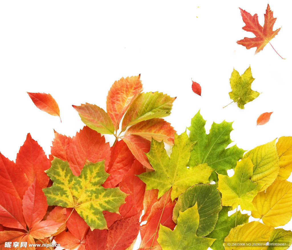 枫叶枫树枫林深秋图片背景