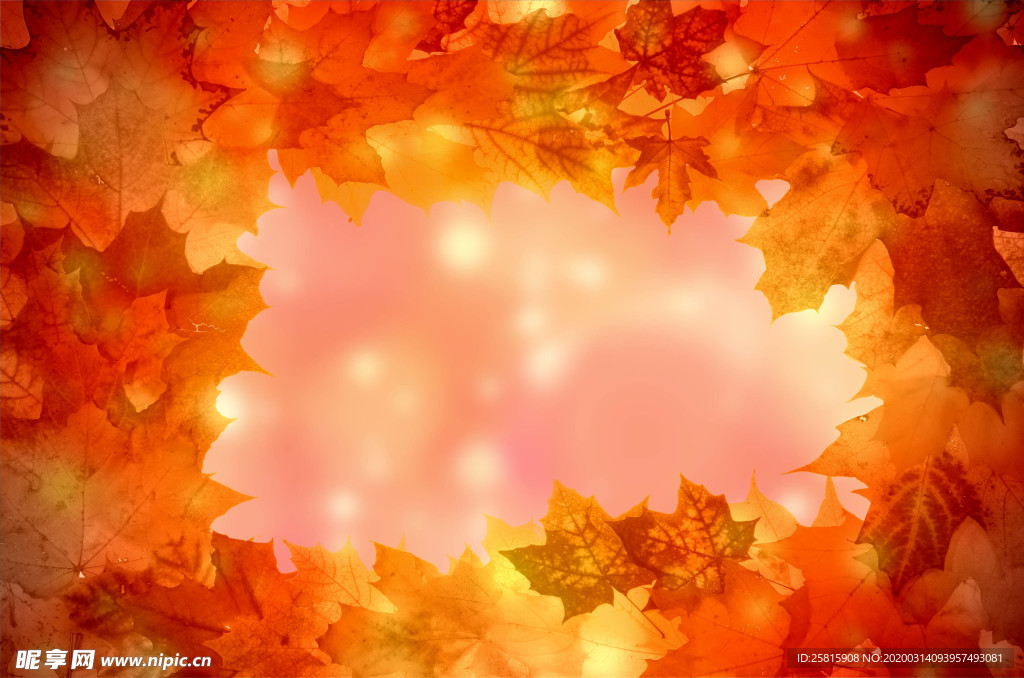 枫叶枫树枫林深秋图片背景