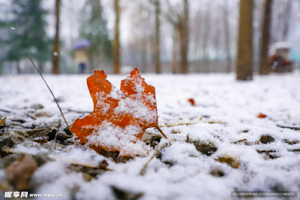 枫叶枫树枫林深秋图片背景