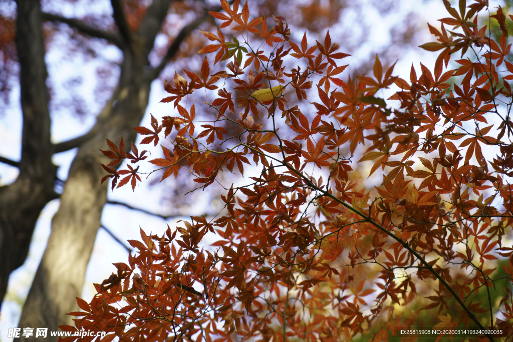 枫叶枫树枫林深秋图片背景