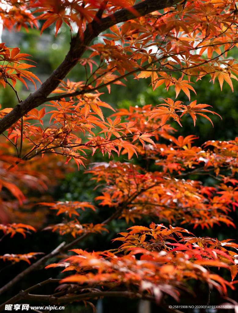 枫叶枫树枫林深秋图片背景