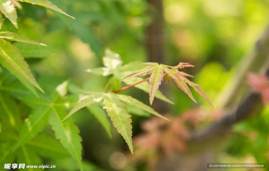 枫叶枫树枫林深秋图片背景
