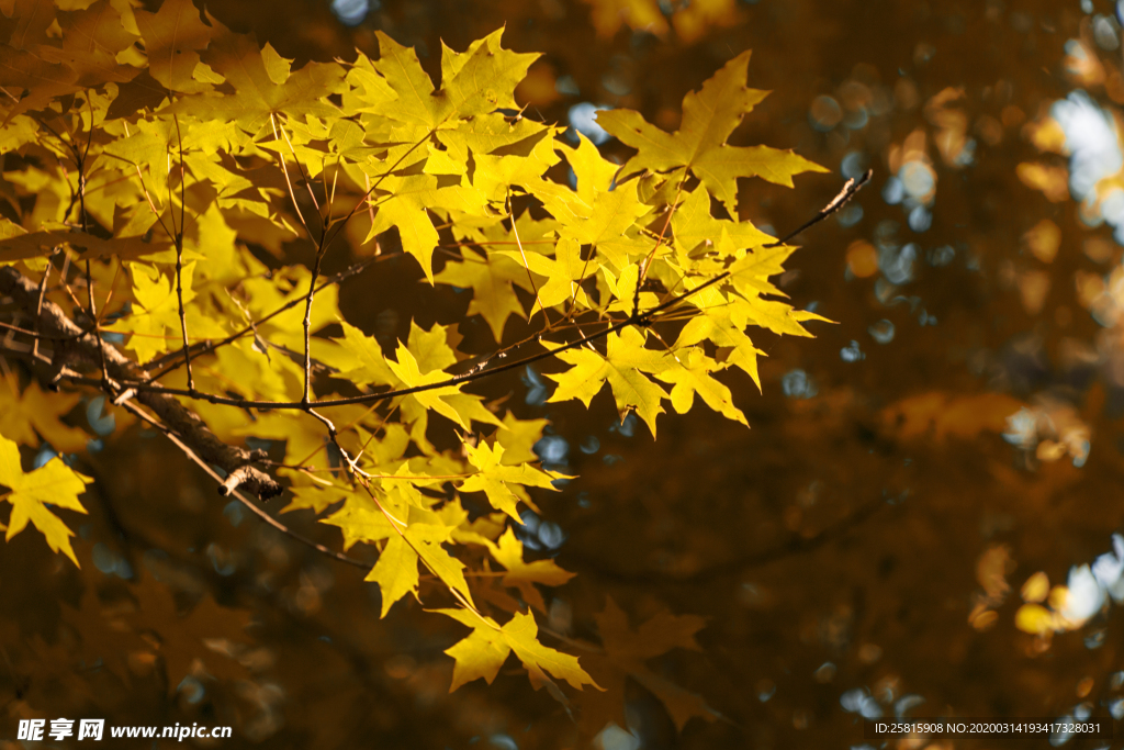 枫叶枫树枫林深秋图片背景