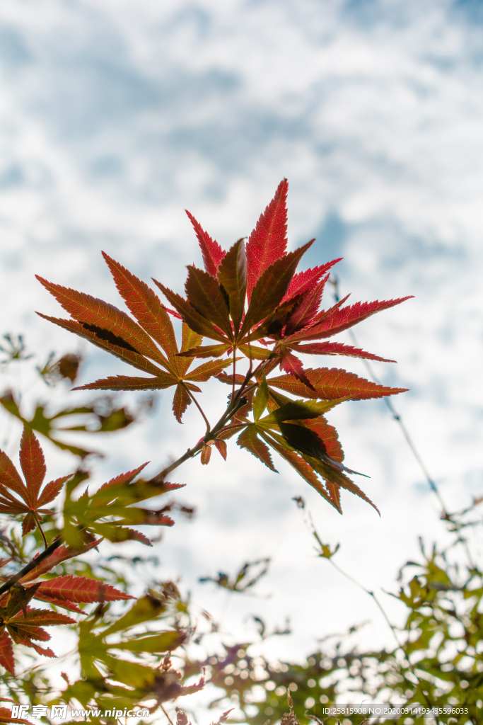 枫叶枫树枫林深秋图片背景
