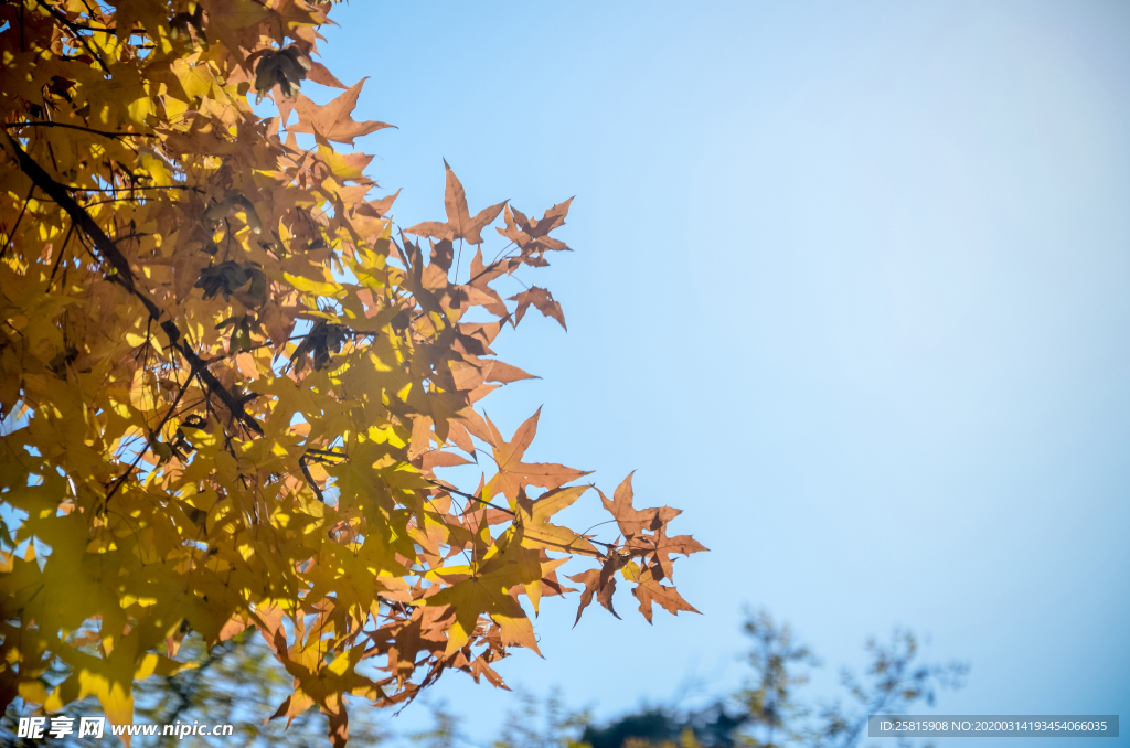 枫叶枫树枫林深秋图片背景