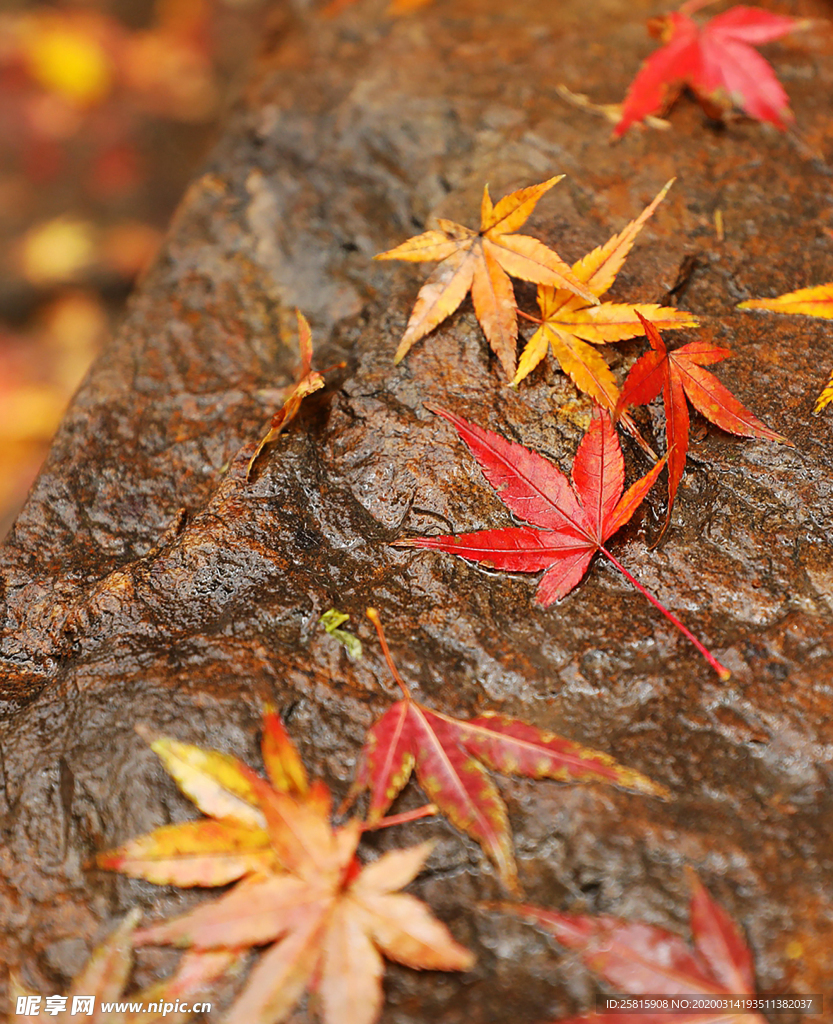 枫叶枫树枫林深秋图片背景