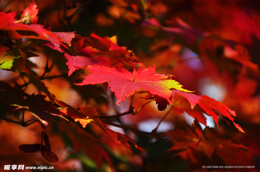 枫叶枫树枫林深秋图片背景