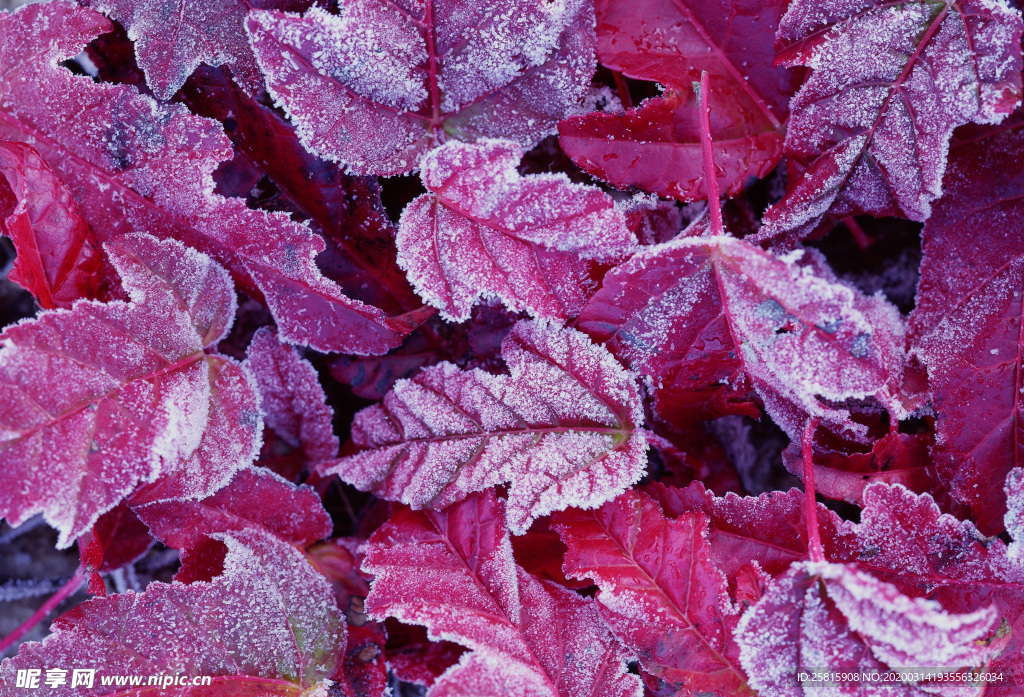 枫叶枫树枫林深秋图片背景