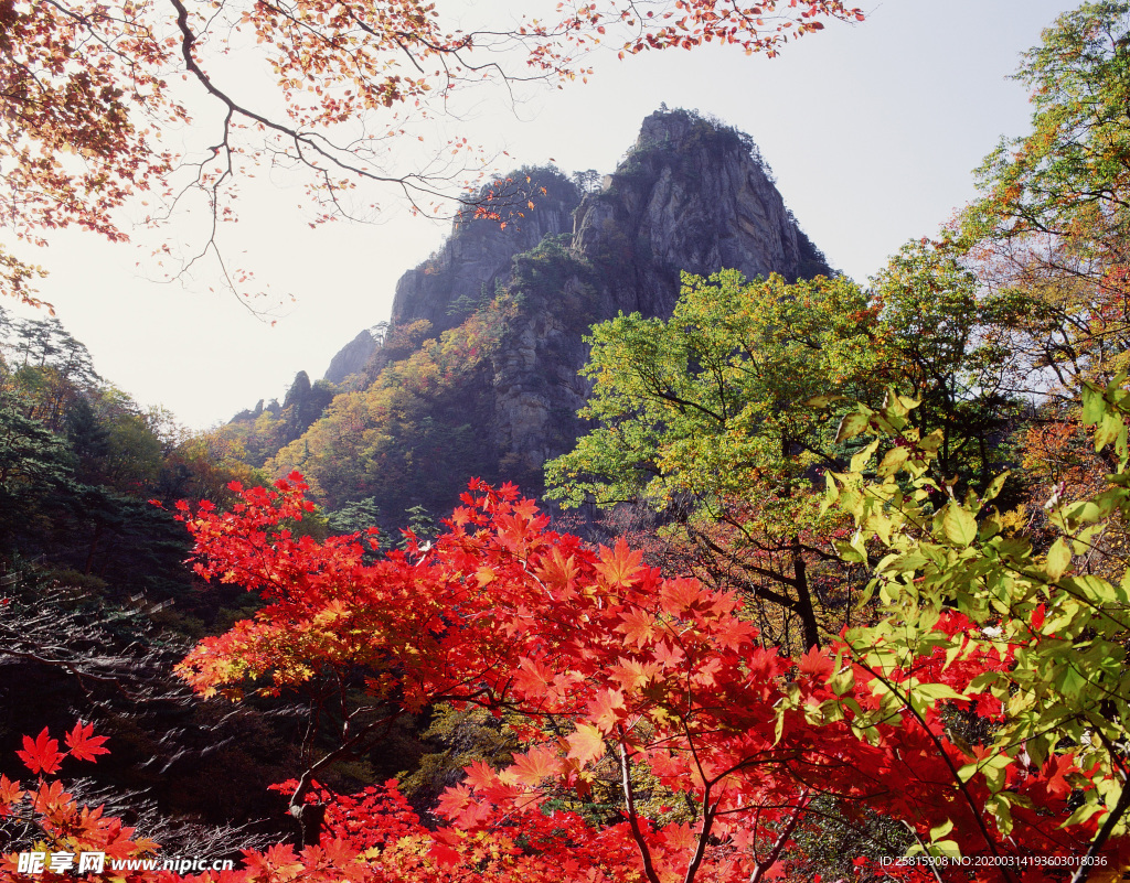 枫叶枫树枫林深秋图片背景