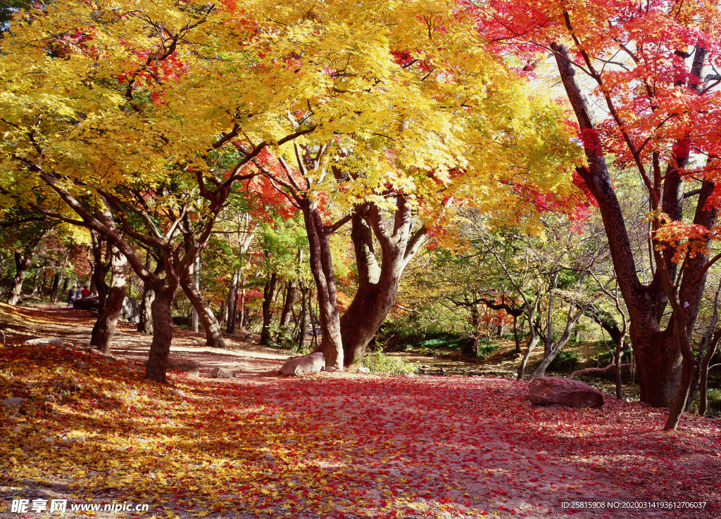 枫叶枫树枫林深秋图片背景
