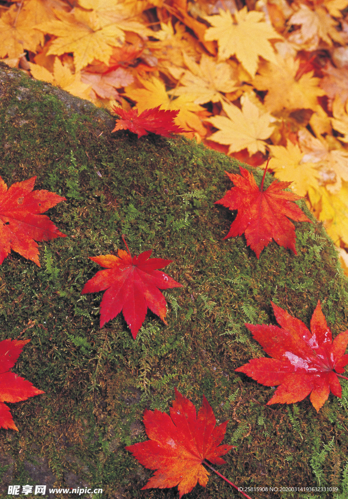 枫叶枫树枫林深秋图片背景