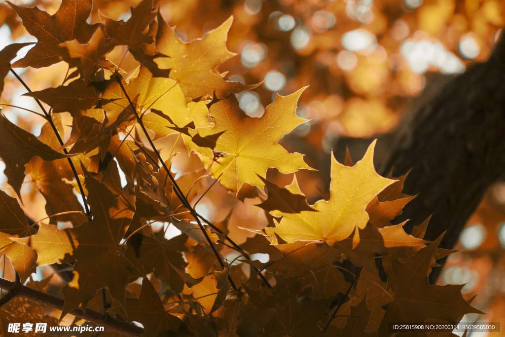 枫叶枫树枫林深秋图片背景