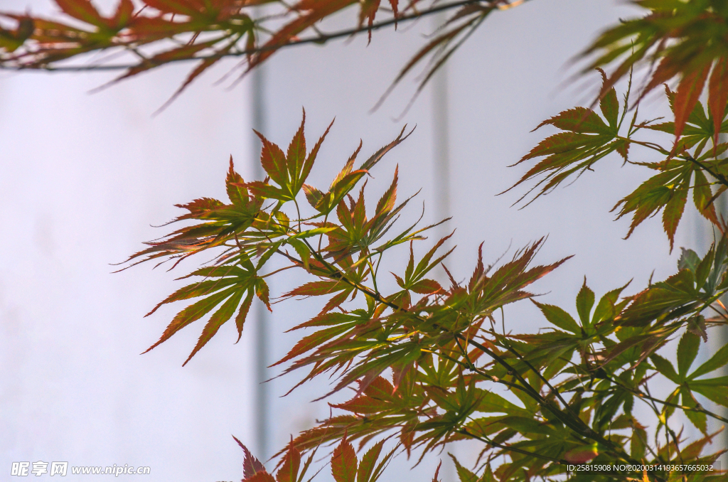 枫叶枫树枫林深秋图片背景