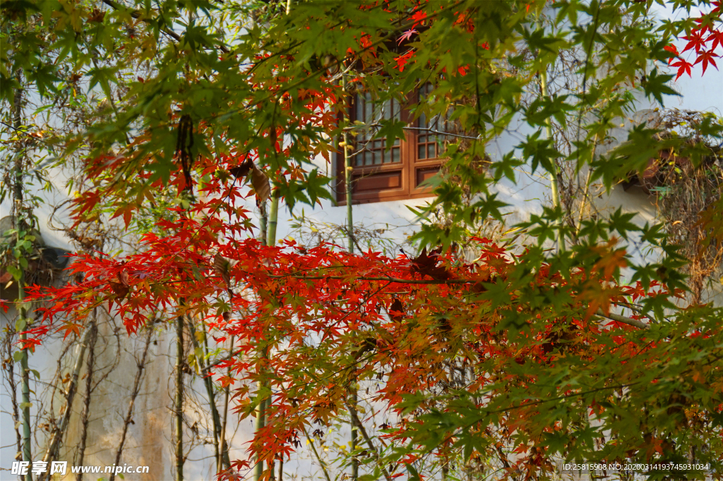 枫叶枫树枫林深秋图片背景