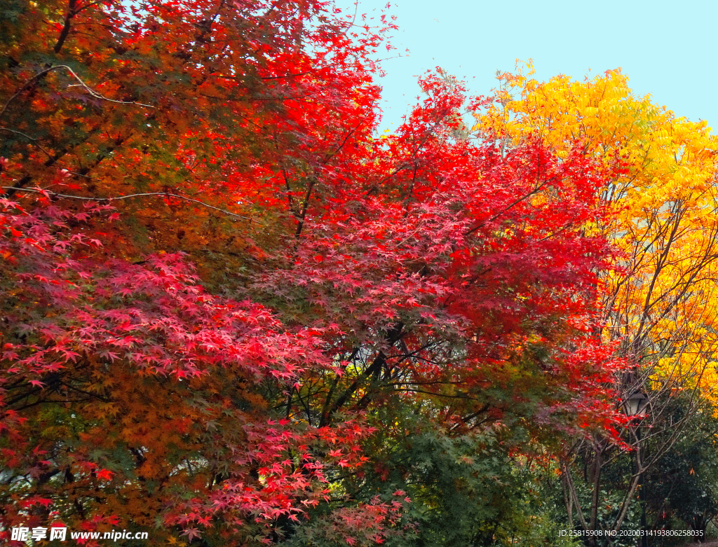 枫叶枫树枫林深秋图片背景