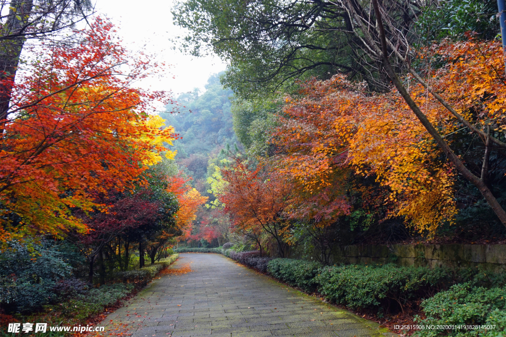枫叶枫树枫林深秋图片背景