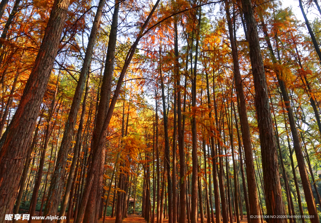 枫叶枫树枫林深秋图片背景