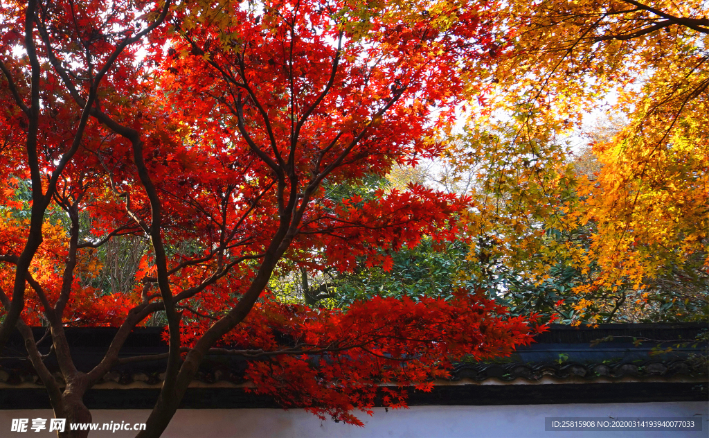 枫叶枫树枫林深秋图片背景