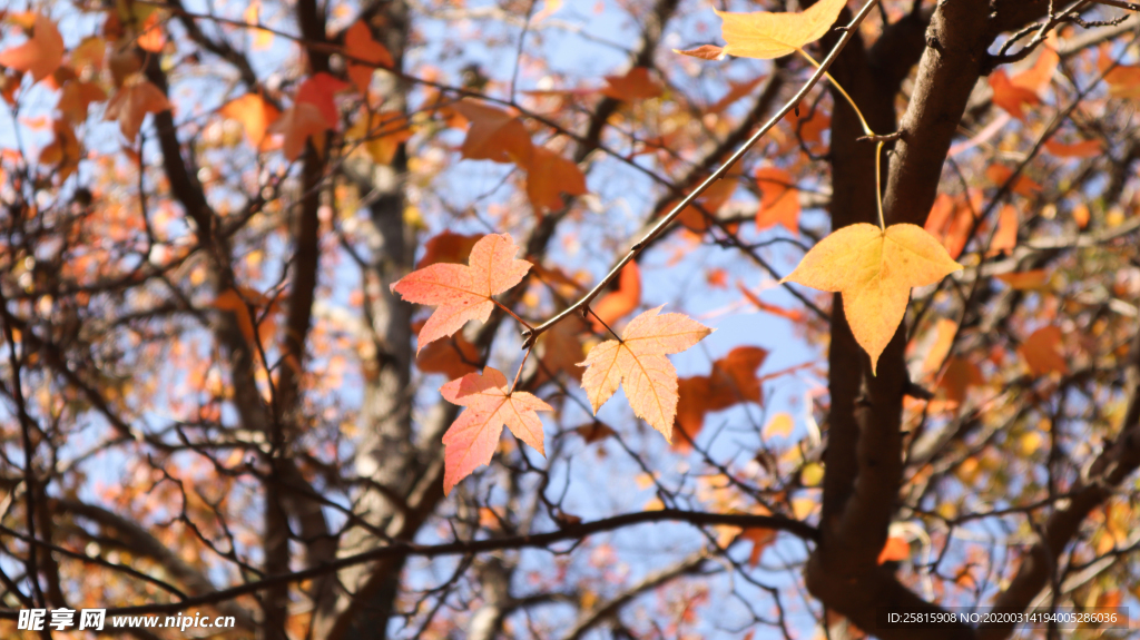 枫叶枫树枫林深秋图片背景