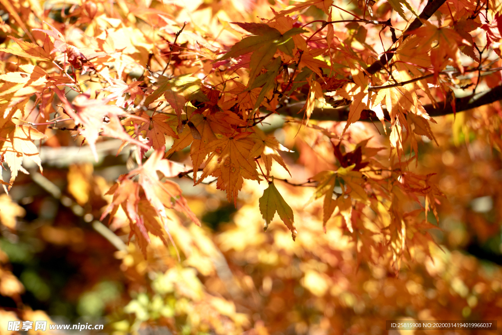 枫叶枫树枫林深秋图片背景