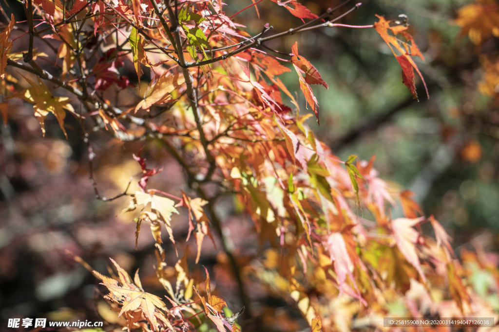 枫叶枫树枫林深秋图片背景